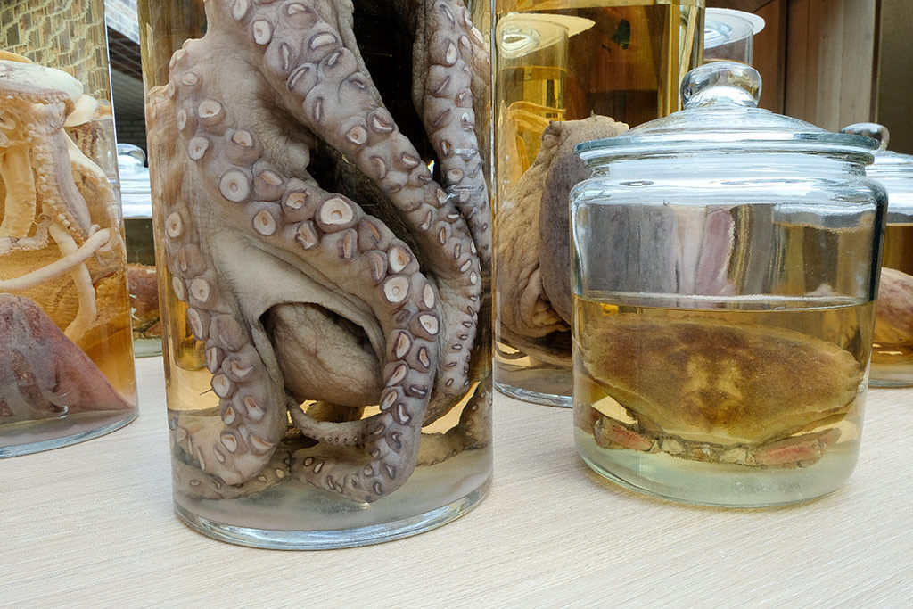 GASTEREAMAG_NOMA_SİBEL_KUTLUSOY_OCTOPUS