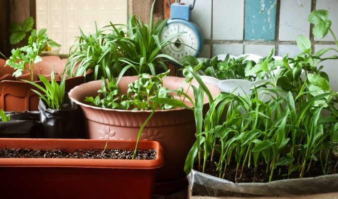 Yenilebilir Balkonlar