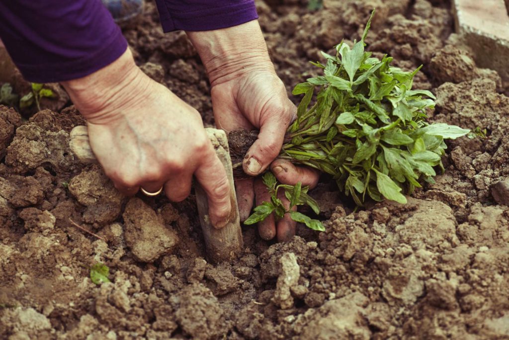 Gıda Vatandaşlığı